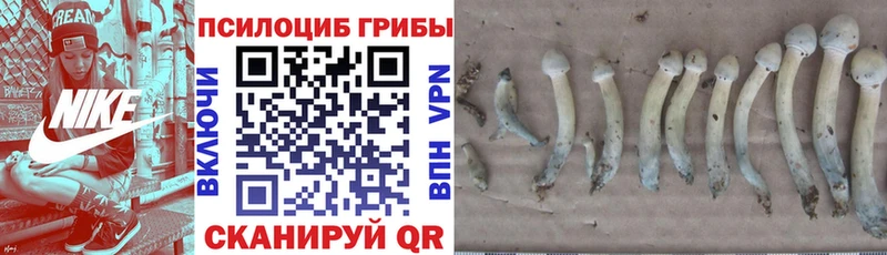 сколько стоит  Тимашёвск  Галлюциногенные грибы Cubensis 